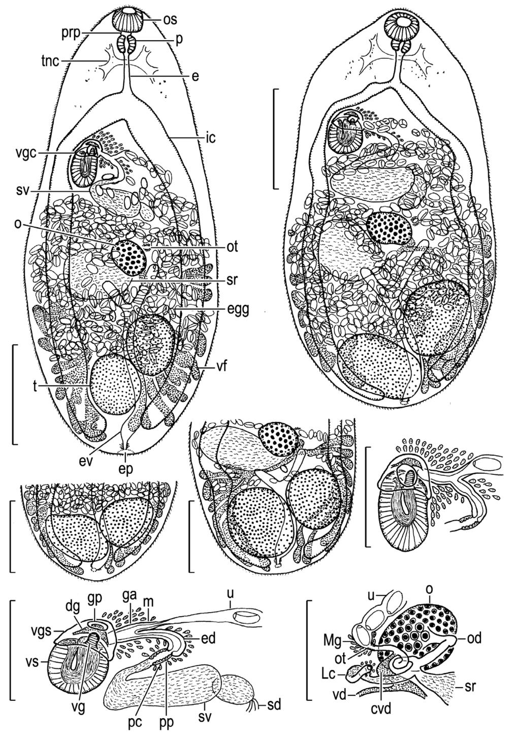 Shimazu and Kino: Metagonimus yokogawai: designation of a neotype 631 3 4 5 6 7 8 9 Figs. 3-9.