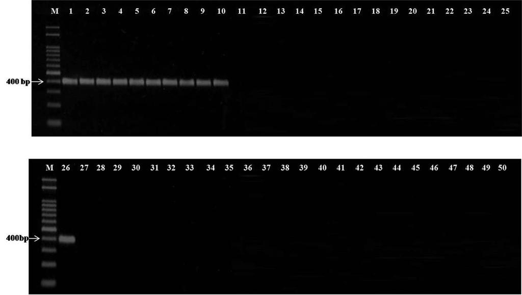 가지과종자에서 Ralstonia solanacearum 의검출을위한 PCR 방법 187 Fig. 1. PCR was carried out with primers RS-JH-F, RS-JH-R and bacterial DNA. Lane 1 5: R. solanacearum race 1 strains, 6 10: R.