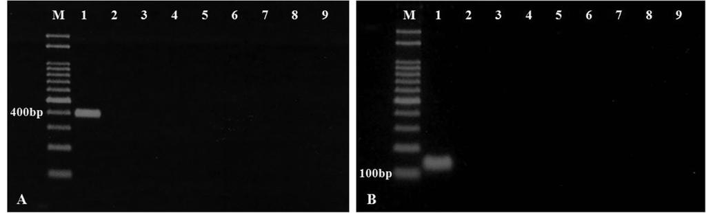 P. putida, 20. P. arvilla, 21. P. fluorescens, 22. P. testosterone, 23. P. fragi, 24. P. paucimobilis, 25. P. pseudoacaligenes, 26. R. solanacearum race 3 LMG2294, 27. P. saceharophila, 28. P. maltrophilia, 29.