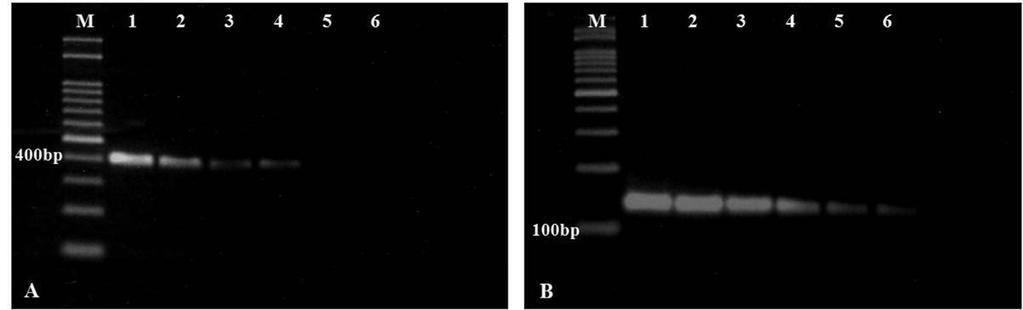 P. syringae pv. syringae, 39. P. syringae pv. hibisci, 40. P. syringae pv. morsprunum, 41. P. syringae pv. actinidiae, 42. P. syringae pv. lachrymans, 43. P. syringae pv. tabaci, 44. X. oryzae pv.