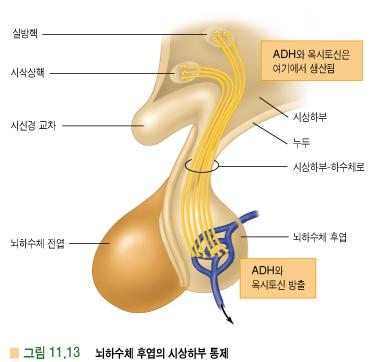 3) 뇌하수체후엽의시상하부통제 - ADH, oxytosin : 시상하부의시삭상핵과실방핵에서합성 -