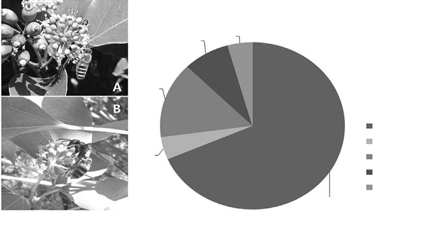 310 266nm. 2014 8 8 8 31 23. 8 8 8 22 15 8 15 17 16 (Fig. 2).,. (Apis mellifera), (Bombus ignitus), (Vespidae), (Syrphidae).