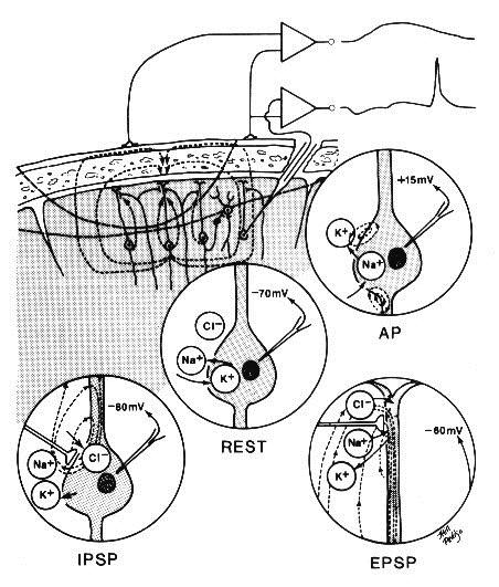 뇌전도 (EEG) Electro-Encephalo-Gram 뇌파란?