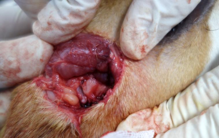 3) Collection of tissue samples Both condyles of beagles were taken (Figure 3B).