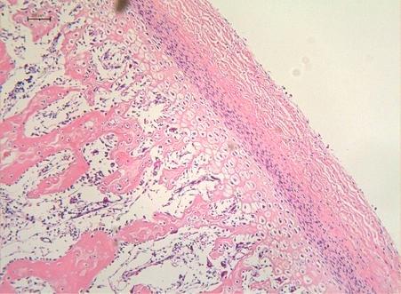 E, F Group 20U shows markedly reduced proliferation and