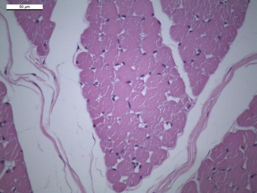 A, B Muscle fibers of group Control have polygonal