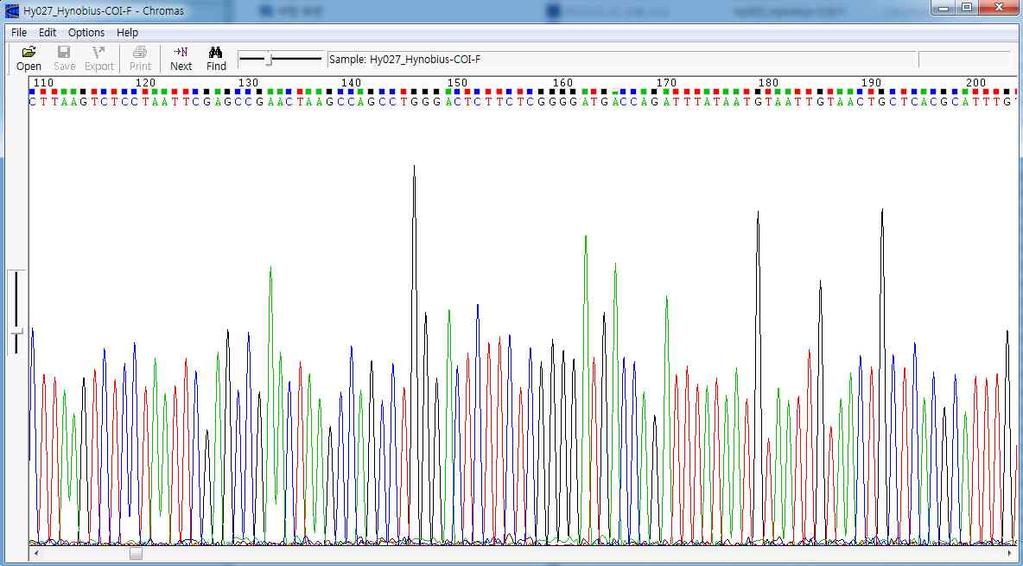 PCR조건은 94 에서 5분간 denaturation 시킨후 35cycle 동안 94 에서 30초간 denaturation, 56 에서 30초간 annealing, 72 에서 1분 30초간증폭하였고마지막으로 72 에서 7분간더증폭하였다. PCR산물은 1.5% 아가로즈겔에서 110V, 15~30분간전기영동하였다.