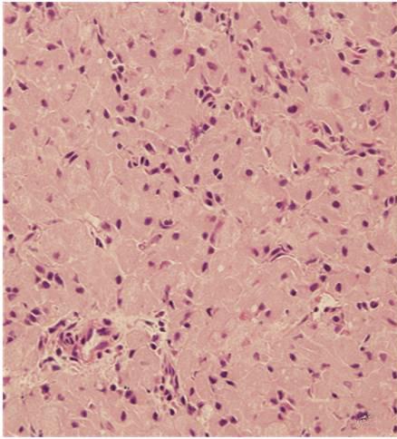 세포, 신경관련세포 (nerve related cells),