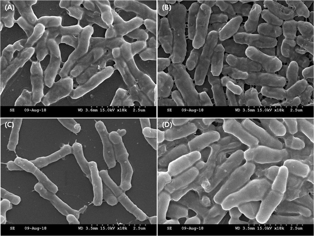 유아 분변에서 분리한 비피도박테리아의 프로바이오틱스 기능성 연구 Fig. 1.