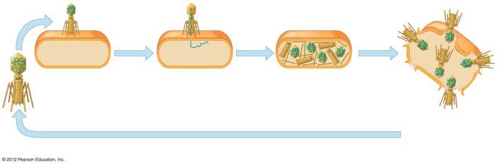 그림허시와체이스의실험 파지박테리아 실험 1 노란색으로표지된방사성단백질 방사성단백질 DN 속이빈단백질껍질 파지 DN 원심분리 침전물 용액의방사성측정 1 2 3 4 실험 2 초록색으로표지된방사성단백질 방사성 DN 원심분리 침전물