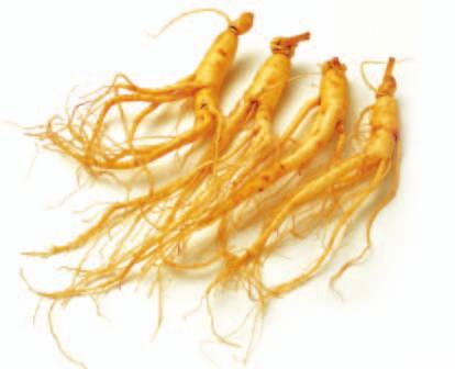 ginseng.