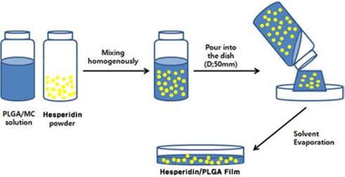 헤스페리딘 /PLGA 필름에서망막색소상피세포의부착과증식거동 25 능을수행하는데아주중요한역할을한다. 산업사회에서망막변성질병은실명의원인이된다.