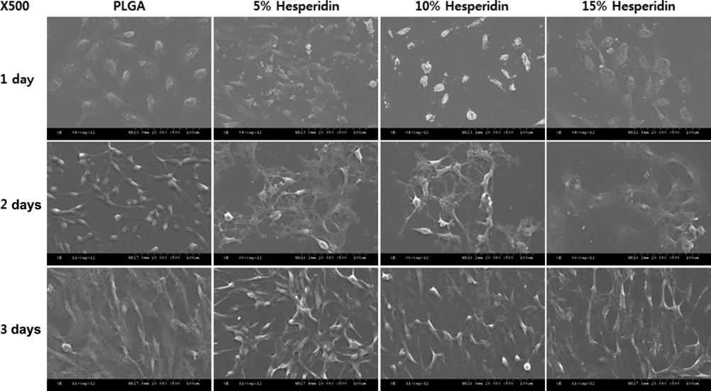 28 이소진 강수지 김혜윤 이정환 김은영 권순용 정진화 주천기 강길선 Figure 6. SEM micrographs of PLGA and hesperidin/plga scaffolds following hesperidin contents by means of the solvent-evaporation method (magnification; 500).