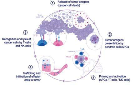 우리몸의면역체계는정상작동시다음의 5가지과정으로암세포를제거한다.