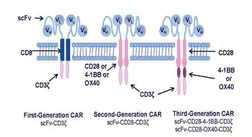 presenting cell) 들에의해세포표면으로노출되어다른면역세포들이인지하고반응하게하는단계 3 Priming and activations(apcs, T cells/nk cells): 제시된암특이적항원들을 effector cell 들이인지하여면역세포들로하여금암특이적항원이있는암세포들을인지하도록하게하는단계 4 Trafficking and invasion of