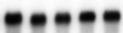 C 1 2 3 4 C 1 2 3 4 (DRB 25 µg/ml, 0 h after) 1: 2 hrs after 1: 1 hr 2: 3 hrs 2: 4 hrs after 3: 5 hrs 3: 6 hrs after 4: 8 hrs after 4: 12 hrs % of remained mrna % of remained mrna 120 100 80 60 40 20