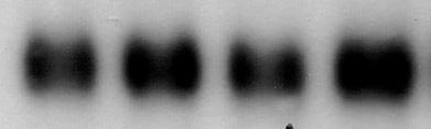 Confluent PC12 cells were treated with N-glycosylation inhibitor of tunicamycin during indicated times, and purificated each total RNA was used in Northern blotting.