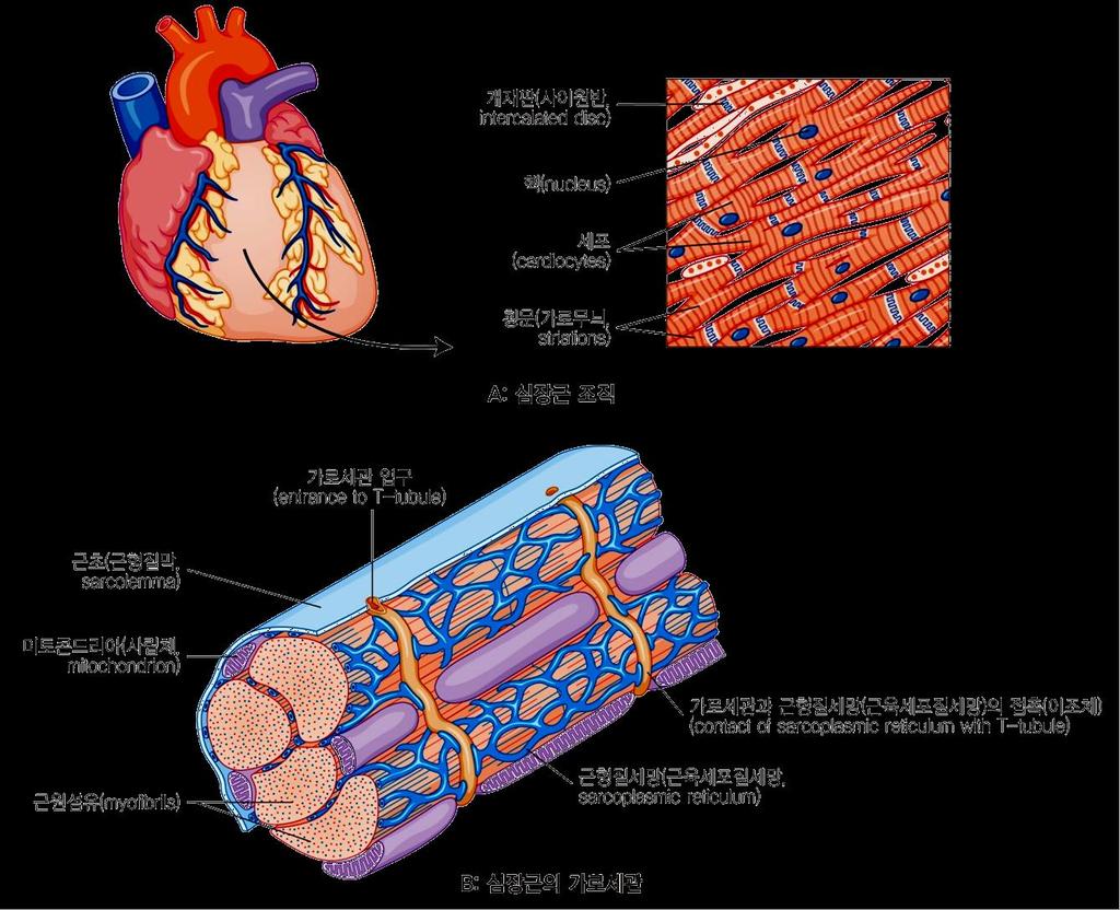 2 심장근 (cardiac muscle)