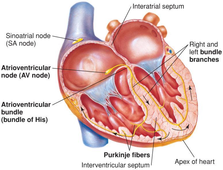 Conduction System of the Heart In normal heart, SA node functions as pacemaker Depolarizes spontaneously to threshold ( 심박조율기전위 ) (= pacemaker potential) AV node ( 방실결절 ) In septum