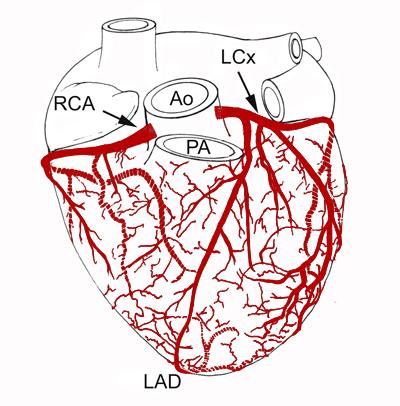 Myocardium ( 심근 ) The heart wall 1. Epicardium ( 심외막 ) 2.