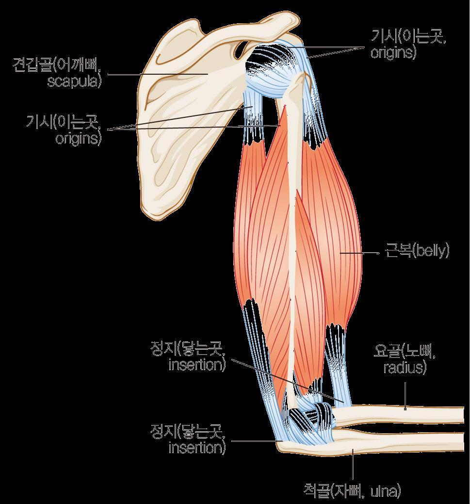 양쪽끝이건 (tendon) 에의하여골막에부착되어있으며, 중간부는근조직이많은근복 (belly) 을이루고있음.