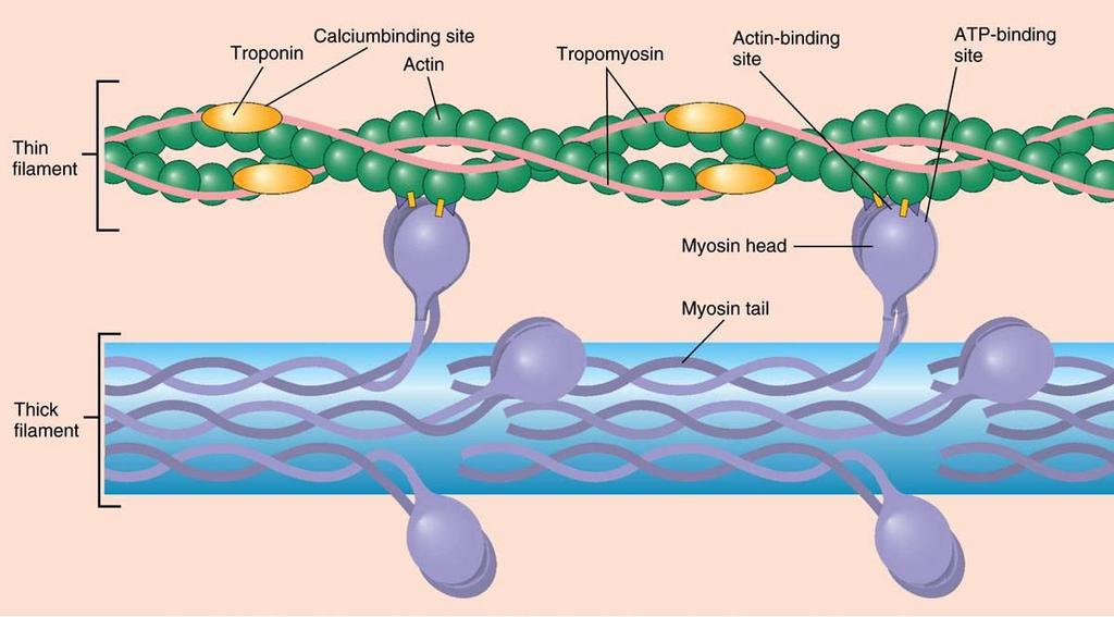 The Relationships Among Troponin, Tropomyosin, Myosin, and
