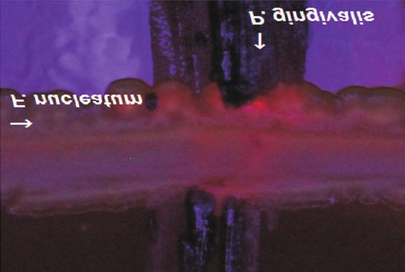 25 김세연 외 Porphyromonas gingivalis 가 일부 구강미생물의 형광 발현에 미치는 영향 Fig. 1.