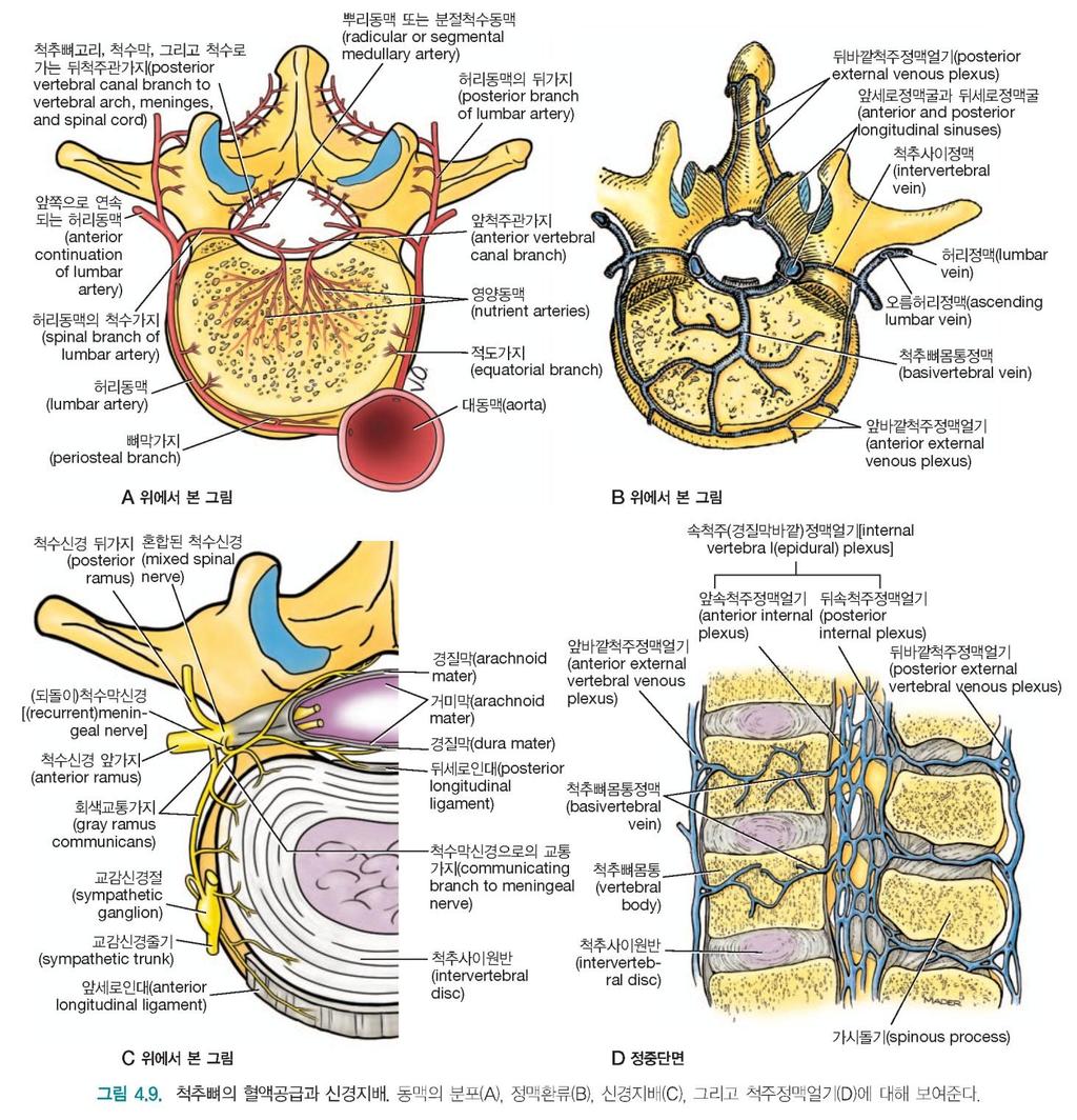 척주의혈액공급 (vasculature of vertebral column) - 목 : vertebral a. ascending cervical a. - 가슴 : post. Intercostal a.