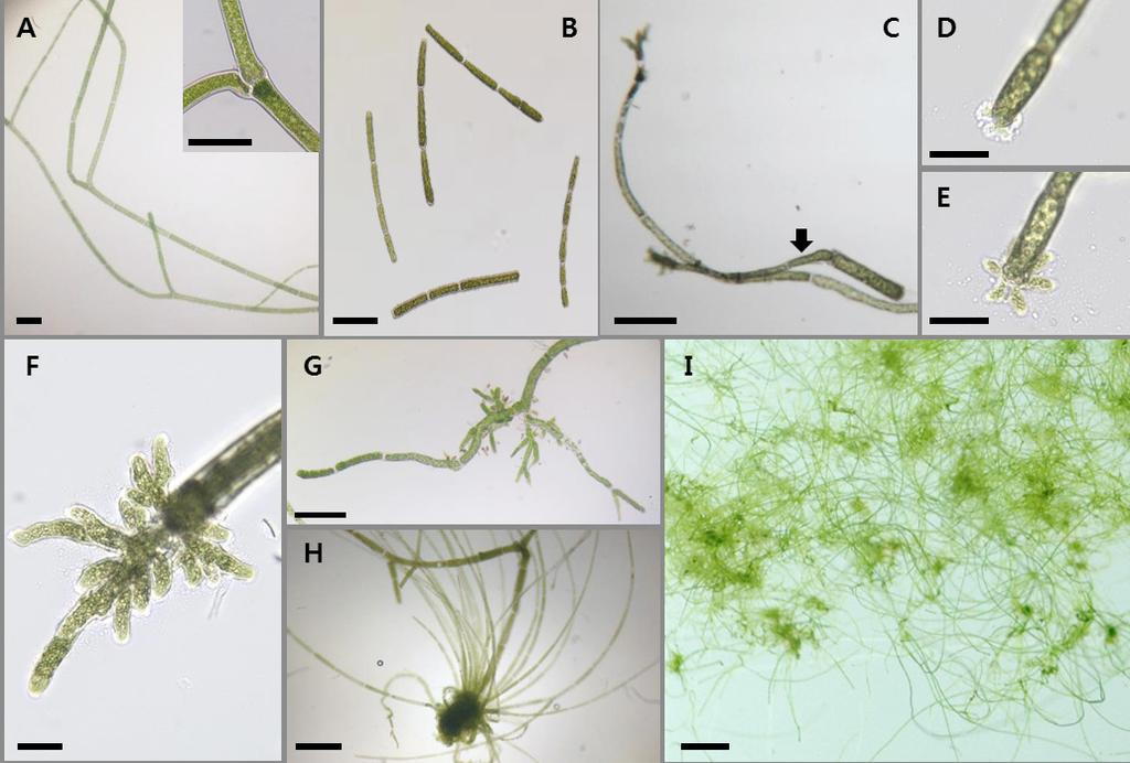 660 나연주ㆍ전다빈ㆍ이정록ㆍ김영식ㆍ최한길ㆍ남기완 Fig. 1. Development of new filaments of Cladophora vadorum. A: Field-olleted materials. B: Cut fragments. C: A developed new filaments (arrow). D: Formation of holdfast.