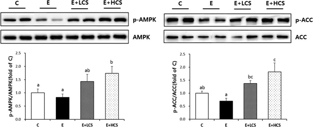 424 / 곤드레의알코올성지방간손상억제효과 Fig. 4. Effects of Cirsium setidens ethanol extract (CS) on hepatic and serum TG and cholesterol concentrations in ethanol-fed rats.