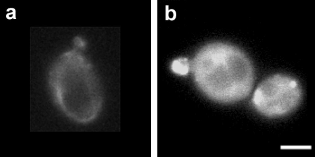 102 f Áfd Áf Á Œs F B F C : blank fluorescence : negative control fluorescence OD S : sample turbidity OD B : blank turbidity OD C : negative control turbidity y d Œ f e Š f l TEGDMA Š 9) YCY101f Œ