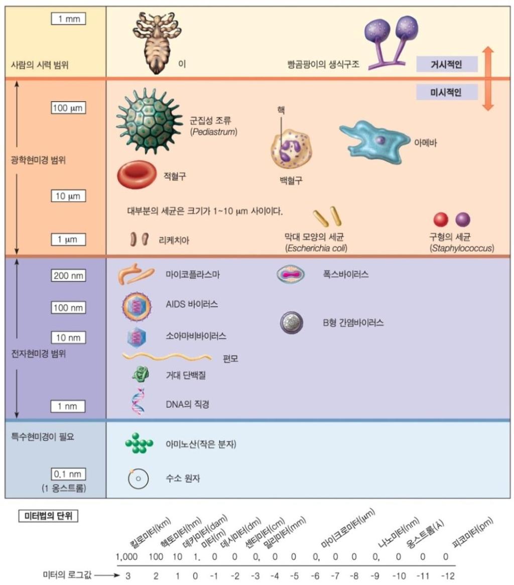 1.2 미생물의일반적특성과지구환경에서그들의역할 3) 미생물의크기 : 얼마나작아야작은것인가?