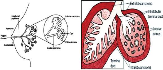 KJOG Vol. 54, No. 2, 2011 Fig. 1. Terminal duct lobular unit.