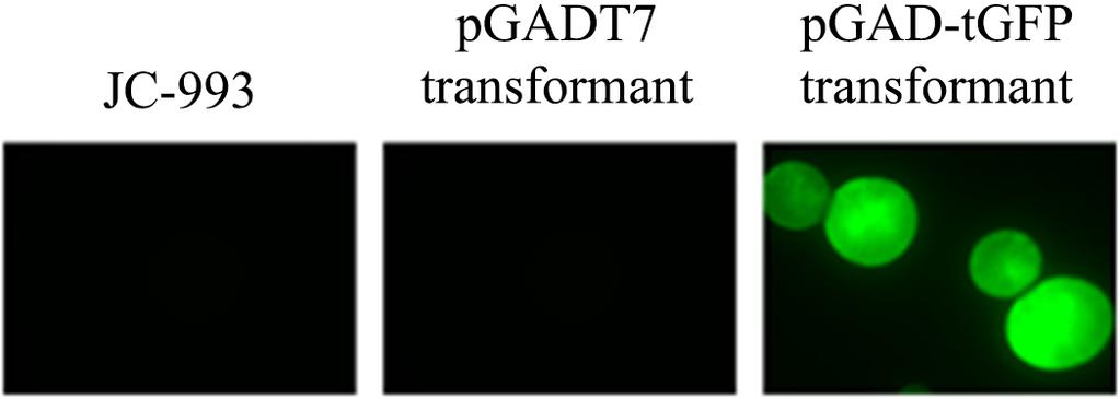 Yeast two-hybrid assay with fluorescence reporter 203 백질의 C말단약 300개아미노산부분과 fusion 형태로효모표면에발현될수있도록하였다. 형광단백질을사용하지않고효모표면에발현되는 myc epitope 항원을리포터로사용함으로써응용범위를넓혔다.