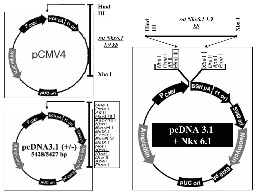 이에스더외 7 인 : 장내분비 K- 세포에서인슐린 - 발현세포로의분화 Fig. 1. Design of Nkx6.1-expressing vector. The Nkx6.1-expressing vector (pcdna3.1 + Nkx6.1) was made as shown in this cartoon.