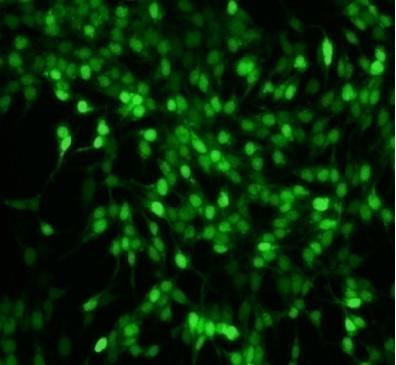 staining in differentiated Kn4-cells, 400; D, GFP