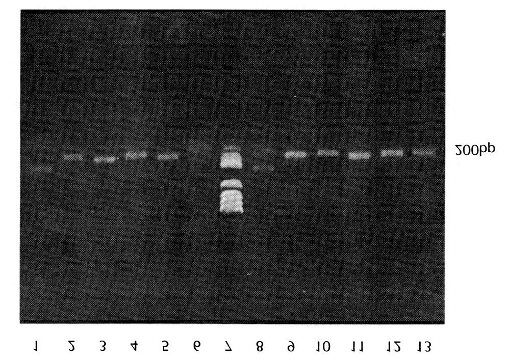 in panel E, and H-T 12 A and H-AP3 in panel F. The radio-labelled DD-PCR products were electrophoresised on 6% polyacrylamide gel. K srands for A123.7 cell and P for PC12 cell.