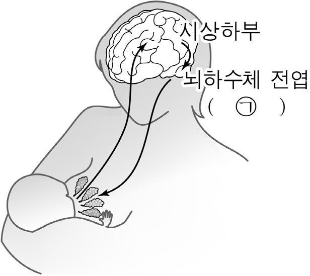 3 다음은교직실습중인간호대학생과보건교사와의대화내용이다 보건교사가대답한ᄀ ᄅ에해당하는내용을순서대로서술하시오 [5점] 4 [ 그림 1] 과 [ 그림 2] 는산모의모유수유반사를나타낸것이다 모유수유와관련하여뇌하수체전엽과후엽에서분비되는ᄀ, ᄂ에해당하는호르몬의명칭을순서대로쓰고, 분만후각호르몬의작용에대하여 2가지씩서술하시오 [5점] 모유수유반사 간호대학생 : 선생님,