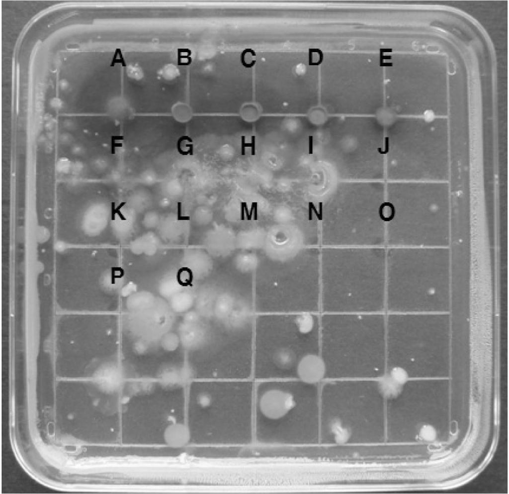 Antibacteria and Adhesive Inhibition of S. baicalensis Extract on S. mutans 3. d Paper disc w³y ùk y IPK-3 w d w» w radial diffusion assay xw. S. mutans w d w, IPK-3 15 mg/ml (Fig. 1). 4. y S.