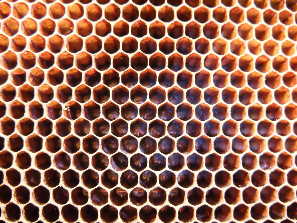 제 4 절 1차 후보균주를 이용한 in vivo 실험 적용 1. Bee egg 및 Bee larvae에 의한 probiotics후보의 저항성 test의 설계 및 적용(AFB) Bee pathogens에 대한 우수한 probiotics의 선발을 위하여 새로이 bee hive를 직접 이용하는 새로운 실험방법의 개발을 추구했다.