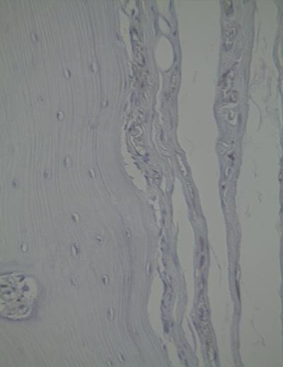 cells increased on 3 days and decreased on 7