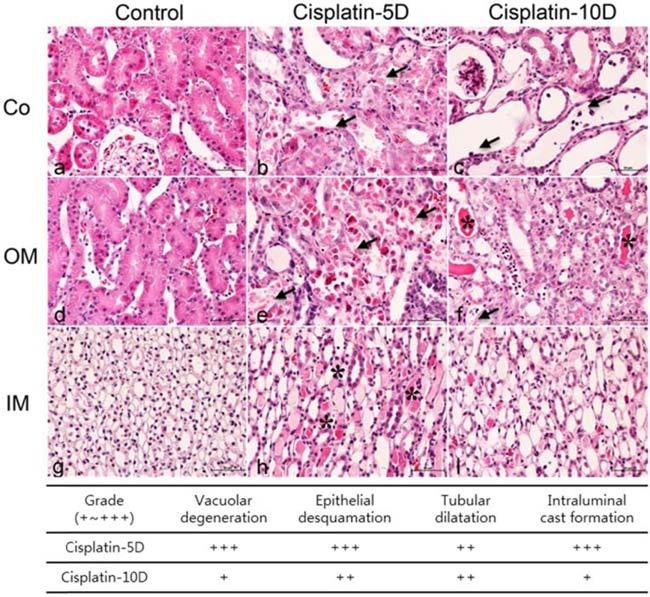 Cisplatin 유도급성신부전에서 Klotho 단백질의발현 227 Fig. 1. The levels of plasma blood urea nitrogen and Creatinine concentration after cisplatin injection (5 mg/kg).