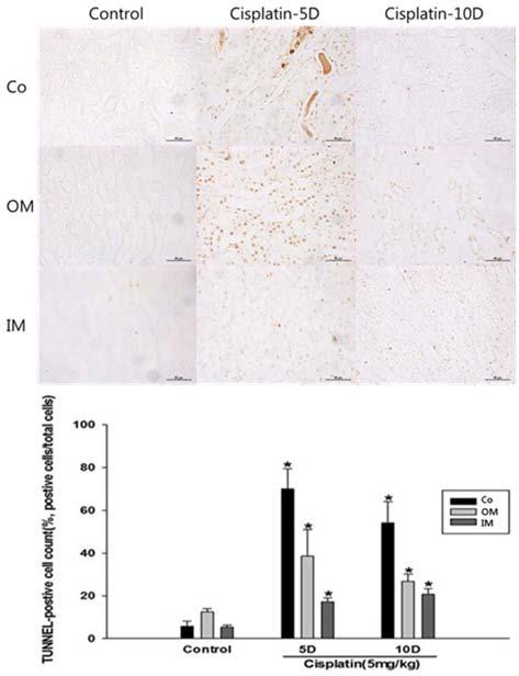 228 박소라 김태원 김영중 김현태 류시윤 정주영 Fig. 3. Terminal deoxynucleotidyl transferase dutp nick end labeling (TUNEL) stained tissue from the cisplatin injected rat ( 400).