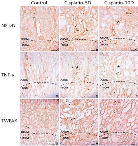 Cisplatin 유도급성신부전에서 Klotho 단백질의발현 229 Fig. 5. Western blot analysis for the Klotho, NF-κB, TNF-α and TWEAK expression in the cisplatin-treated rat kidney.