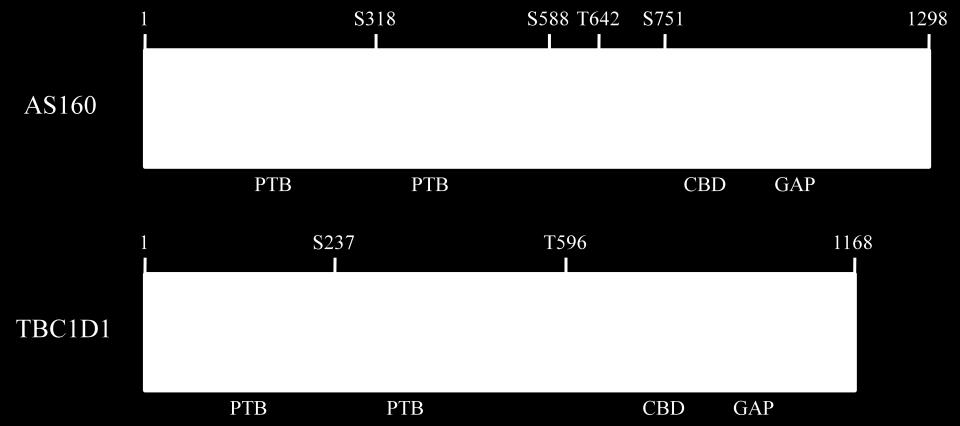 Ser-588, Thr-642, Ser-751) had been mutated to alanine (AS160-4P) abolished insulin-stimulated GLUT4 translocation in adipocytes (Sano et al., 2003).