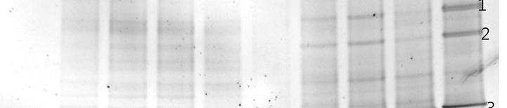 발효전나타났던 Uncultured Chroococcidiopsis species, Rhizobium tropici 균주는발효가진행됨에따라미생물의상대적인분포도가줄어들었다.