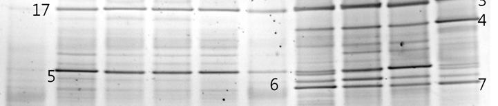 plantarum과 Leu. pseudomesenteroides, Lc. lactis subsp. lactis는발효전부터약하게존재했고발효가진행됨에따라그분포가증가되었다.