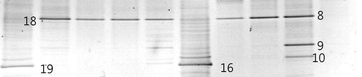 Enterobacteriaceae bacterium이눈에띄게증가했다 (Fig. 3, Table 1). 도라지발효는 Lactobacillus 와 Weilssella와같은유산균이주요발효미생물로관찰되었다. 4.