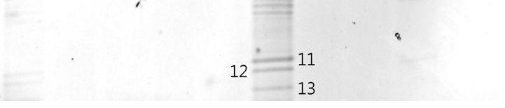 2. Changed viable cells of (A) total bacteria and (B) Lactic acid bacteria during Platycodon grandiflorum fermentation with and