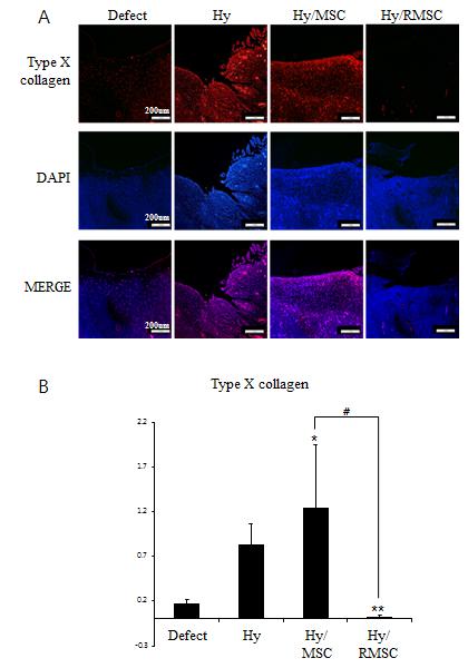 Figure 12. Inhibition of hypertrophic maturation in RSV treated MSCs.